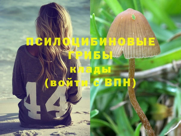 прущие грибы Алзамай